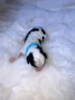 Jett, a male Miniature Bernedoodle for sale in Stuart, OK – Photo 2 of 5