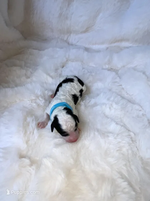 Jett – Miniature Bernedoodle puppy for sale in Stuart, OK