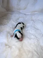 Jett, a male Miniature Bernedoodle for sale in Stuart, OK – Photo 1 of 5