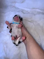 Jett, a male Miniature Bernedoodle for sale in Stuart, OK – Photo 5 of 5