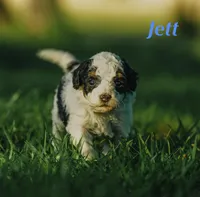 Jett, a male Miniature Bernedoodle for sale in Fort Worth, TX – Photo 2 of 7