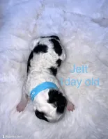 Jett, a male Miniature Bernedoodle for sale in Branson, MO – Photo 2 of 3