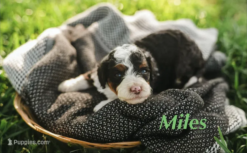 Myles  – Miniature Bernedoodle puppy for sale in Oklahoma City, OK