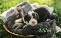 Myles , a male Miniature Bernedoodle for sale in Fort Worth, TX – Photo 3 of 7