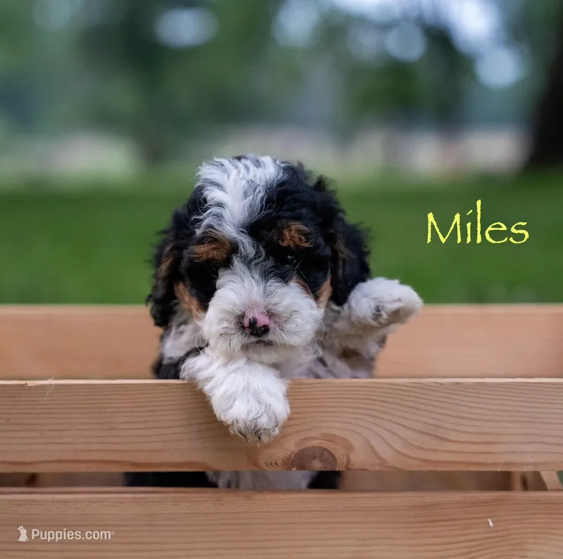 Myles  – Miniature Bernedoodle puppy for sale in Oklahoma City, OK