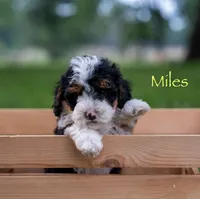 Myles , a male Miniature Bernedoodle for sale in Oklahoma City, OK – 1 of 8