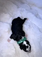 Myles , a male Miniature Bernedoodle for sale in Stuart, OK – Photo 4 of 7