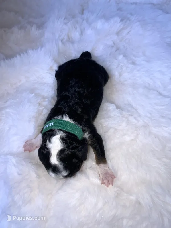 Myles  – Miniature Bernedoodle puppy for sale in Stuart, OK