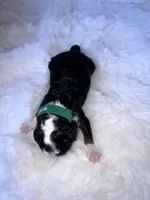 Myles , a male Miniature Bernedoodle for sale in Stuart, OK – Photo 1 of 7