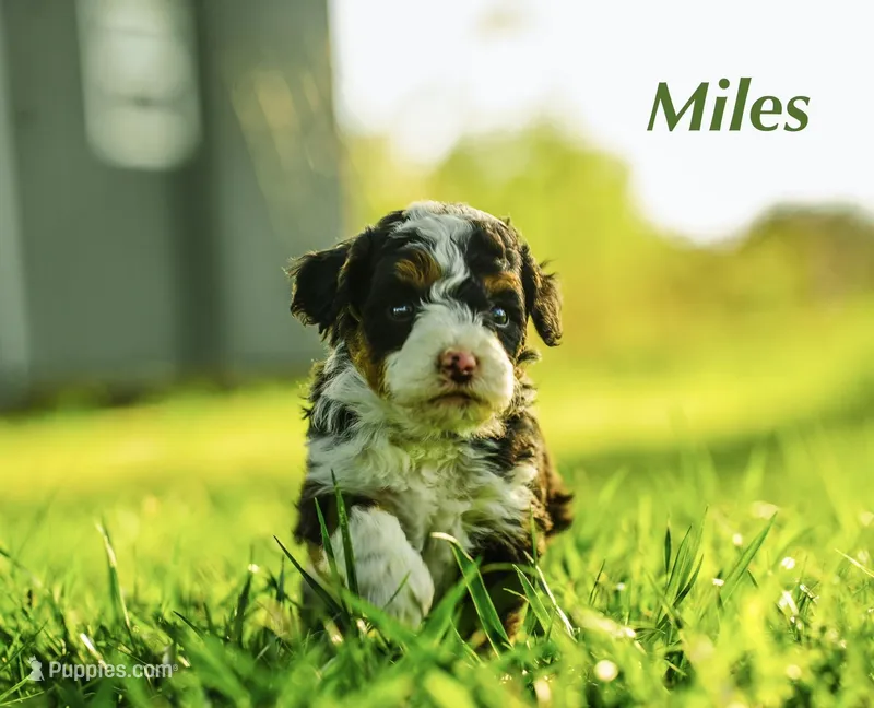 Myles  – Miniature Bernedoodle puppy for sale in Oklahoma City, OK