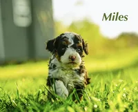 Myles , a male Miniature Bernedoodle for sale in Fort Worth, TX – Photo 2 of 7