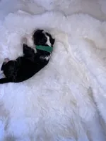 Myles , a male Miniature Bernedoodle for sale in Stuart, OK – Photo 7 of 7