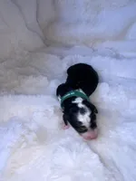 Myles , a male Miniature Bernedoodle for sale in Stuart, OK – Photo 2 of 7