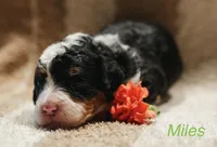 Myles , a male Miniature Bernedoodle for sale in Oklahoma City, OK – Photo 1 of 5