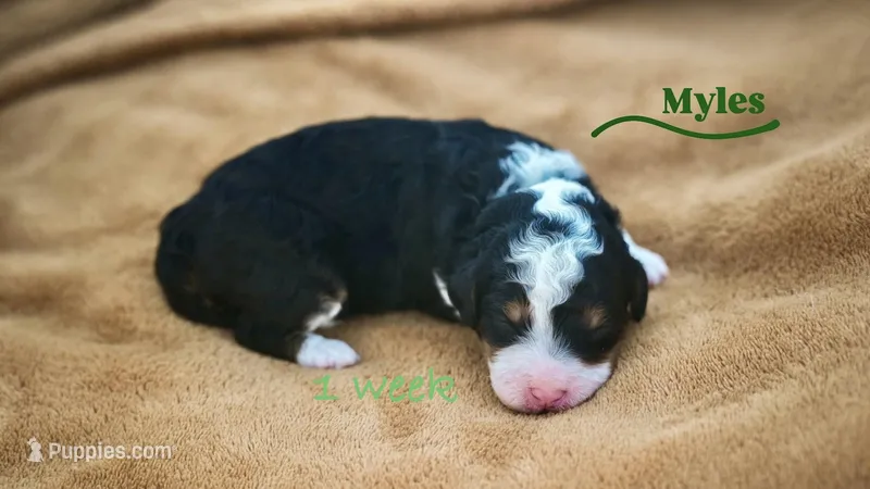 Myles  – Miniature Bernedoodle puppy for sale in Oklahoma City, OK