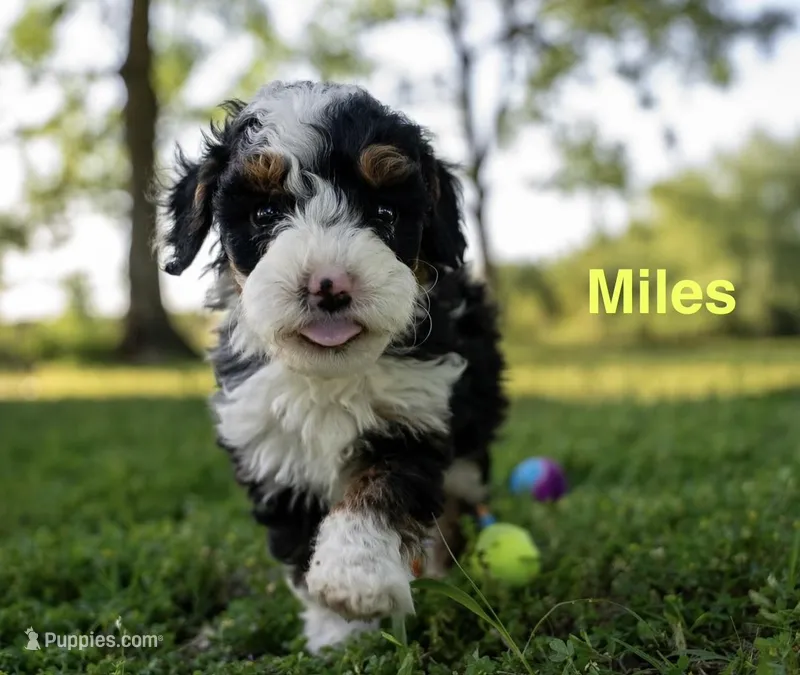 Myles  – Miniature Bernedoodle puppy for sale in Fort Worth, TX