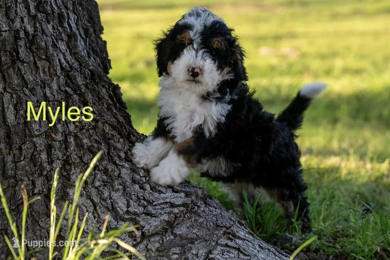 Myles  – Miniature Bernedoodle puppy for sale in Oklahoma City, OK