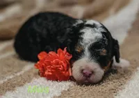 Myles , a male Miniature Bernedoodle for sale in Oklahoma City, OK – Photo 2 of 5