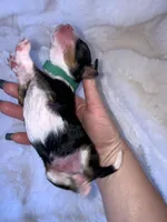 Myles , a male Miniature Bernedoodle for sale in Stuart, OK – Photo 5 of 7