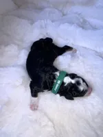 Myles , a male Miniature Bernedoodle for sale in Stuart, OK – Photo 3 of 7