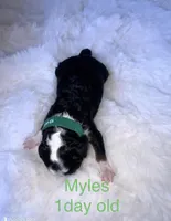 Myles , a male Miniature Bernedoodle for sale in Branson, MO – Photo 1 of 2