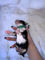 Myles , a male Miniature Bernedoodle for sale in Stuart, OK – Photo 6 of 7