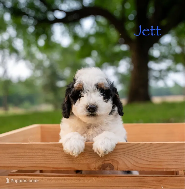 Jett – Miniature Bernedoodle puppy for sale in Oklahoma City, OK