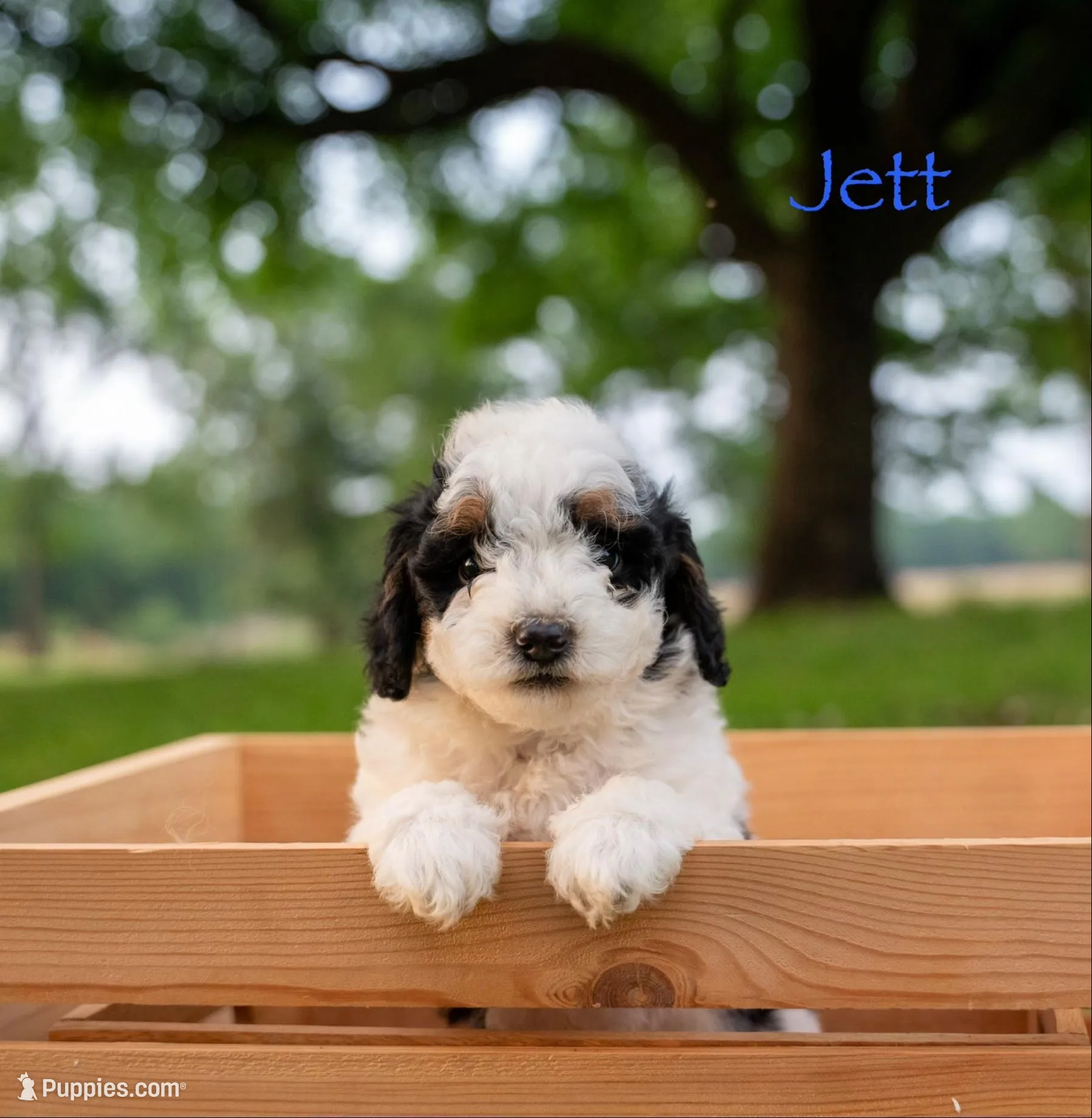 Jett, a male Miniature Bernedoodle for sale in Oklahoma City, OK – 1 of 8