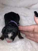 Rose, a female Miniature Bernedoodle for sale in Stuart, OK – Photo 5 of 6