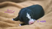 Rose, a female Miniature Bernedoodle for sale in Fort Worth, TX – Photo 5 of 7