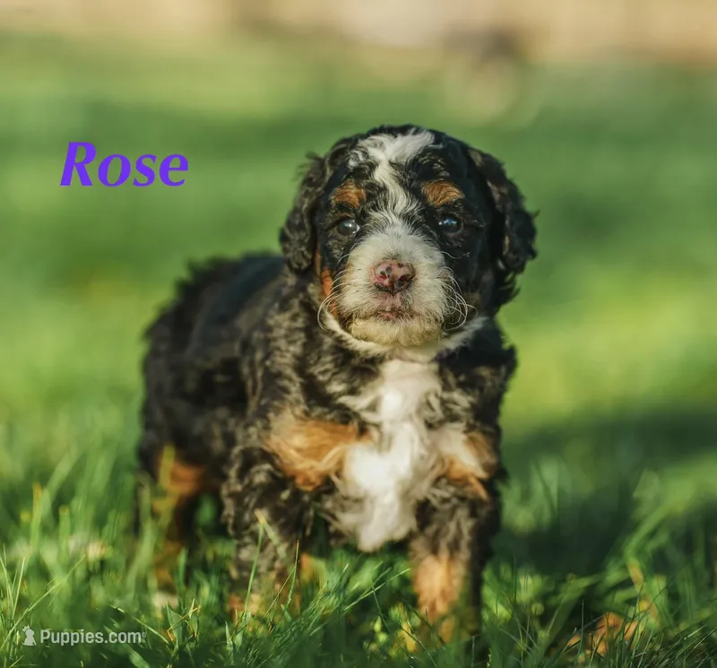 Rose – Miniature Bernedoodle puppy for sale in Oklahoma City, OK