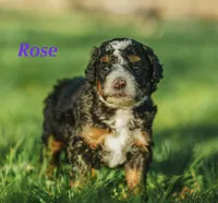 Rose, a female Miniature Bernedoodle for sale in Fort Worth, TX – Photo 2 of 7