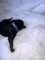 Rose, a female Miniature Bernedoodle for sale in Stuart, OK – Photo 2 of 6