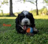 Rose, a female Miniature Bernedoodle for sale in Fort Worth, TX – Photo 1 of 7