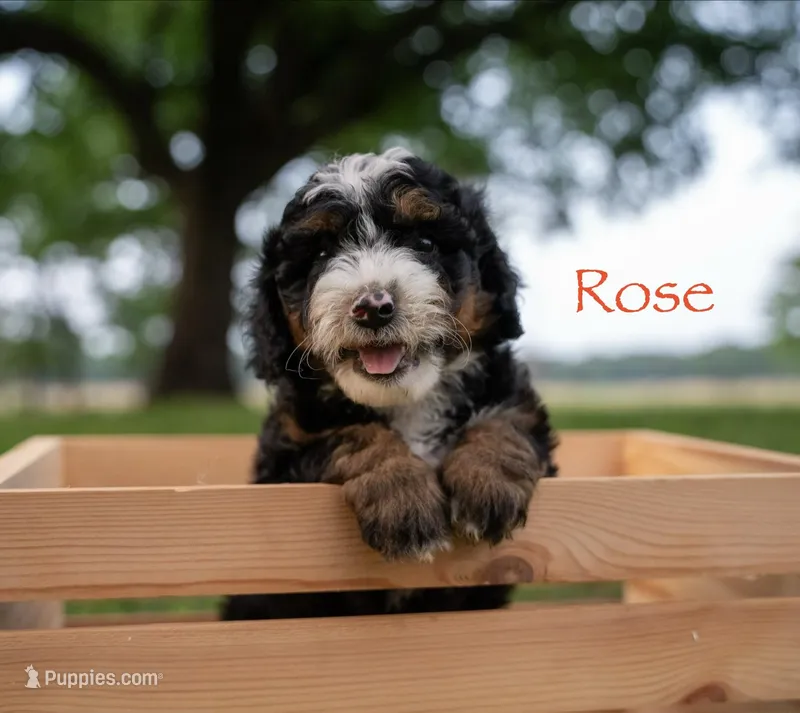 Rose – Miniature Bernedoodle puppy for sale in Oklahoma City, OK
