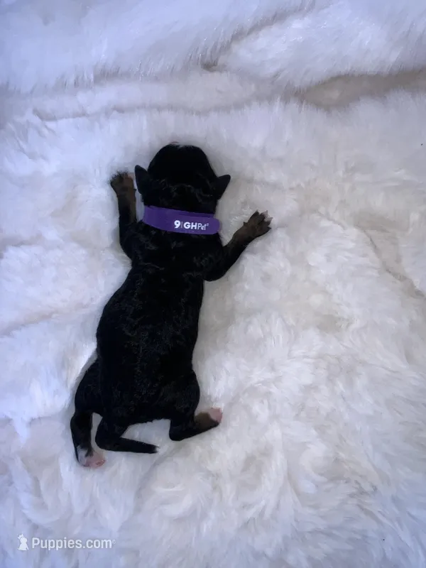 Rose – Miniature Bernedoodle puppy for sale in Stuart, OK