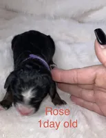 Rose, a female Miniature Bernedoodle for sale in Fort Worth, TX – Photo 6 of 7