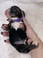 Rose, a female Miniature Bernedoodle for sale in Stuart, OK – Photo 6 of 6