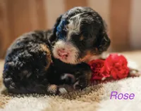 Rose, a female Miniature Bernedoodle for sale in Fort Worth, TX – Photo 4 of 7