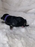 Rose, a female Miniature Bernedoodle for sale in Stuart, OK – Photo 4 of 6