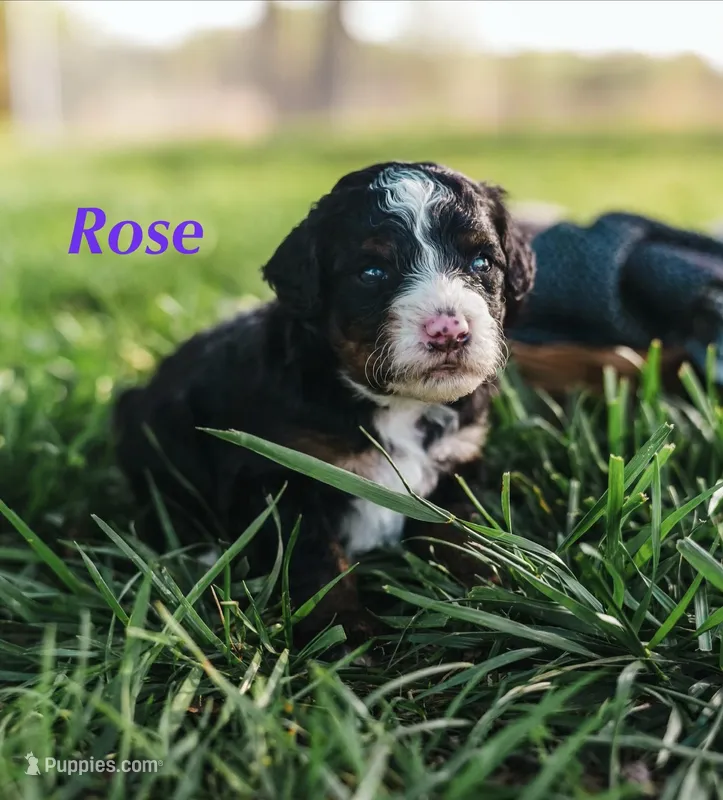 Rose – Miniature Bernedoodle puppy for sale in Oklahoma City, OK