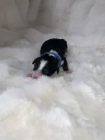 BO, a male Miniature Bernedoodle for sale in Stuart, OK – Photo 2 of 3