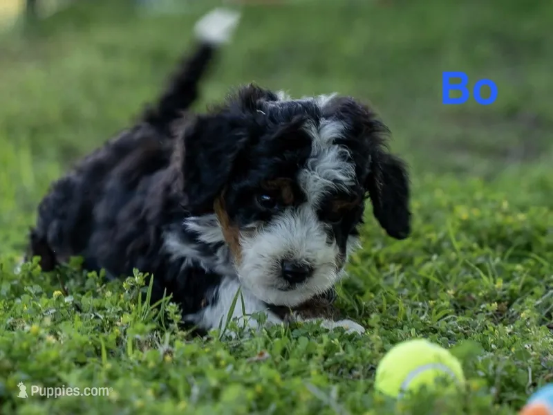 BO – Miniature Bernedoodle puppy for sale in Fort Worth, TX