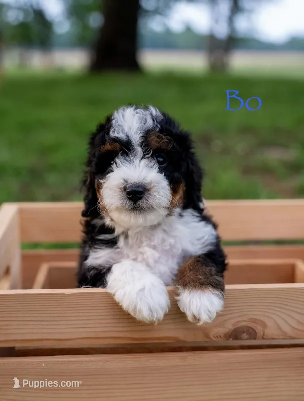 BO – Miniature Bernedoodle puppy on hold in Oklahoma City, OK