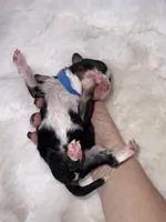 BO, a male Miniature Bernedoodle for sale in Stuart, OK – Photo 3 of 3