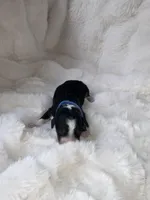 BO, a male Miniature Bernedoodle for sale in Stuart, OK – Photo 1 of 3