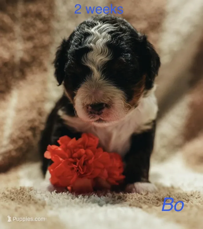 BO – Miniature Bernedoodle puppy for sale in Oklahoma City, OK