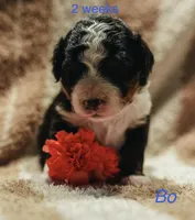 BO, a male Miniature Bernedoodle for sale in Fort Worth, TX – Photo 4 of 7