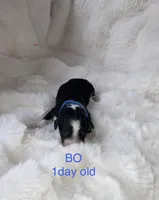 BO, a male Miniature Bernedoodle for sale in Fort Worth, TX – Photo 6 of 7