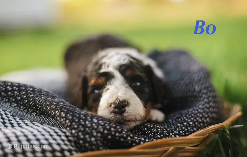 BO – Miniature Bernedoodle puppy for sale in Oklahoma City, OK